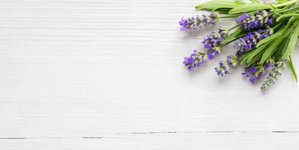 istock Lavender flowers on white wood background 1175011686