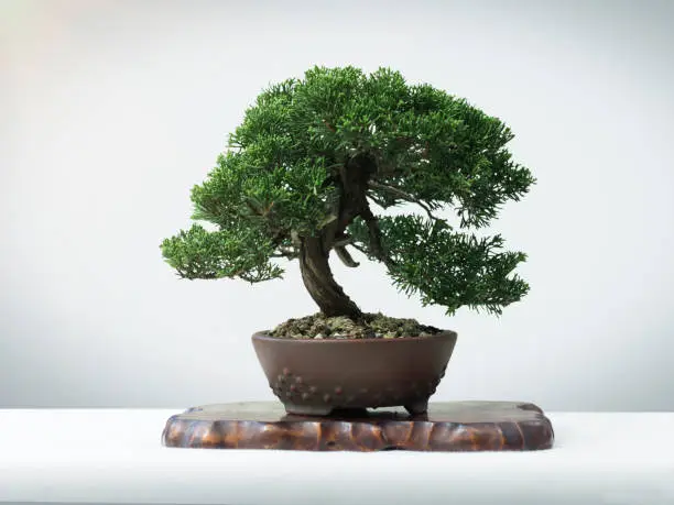 Photo of japan bonsai