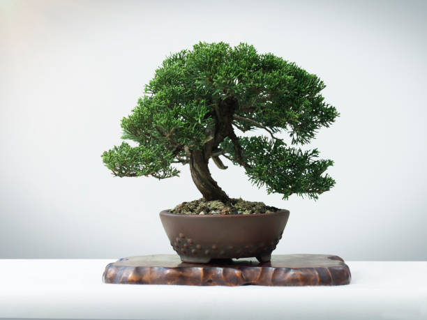 บอนไซญี่ปุ่น - bonsai tree ภาพสต็อก ภาพถ่ายและรูปภาพปลอดค่าลิขสิทธิ์