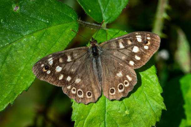istock Speckled wood Butterfly (Pararge aegeria) 1175014279