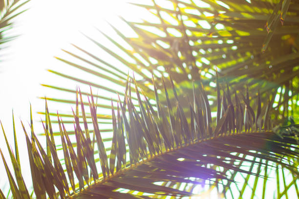 istock Palm leaves against the sky. Defocused abstract tropical background, soft light. 1175014392