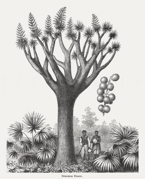 stockillustraties, clipart, cartoons en iconen met dragon tree (dracaena draco) met vruchten, houtgravure, gepubliceerd 1894 - gran canaria