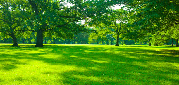 morning garden