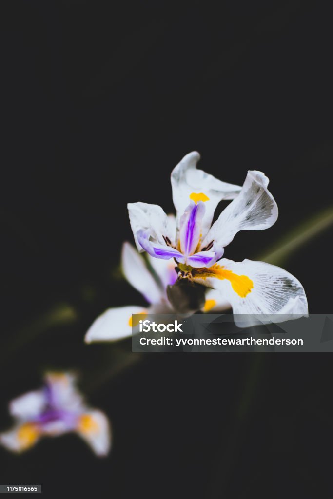 Fortnite Lily With Purple and Yellow Marks With Dark Background Dietes Iridioides Fortnight Lily Wild Iris With Shadowy Background For Copy Space Dark Stock Photo