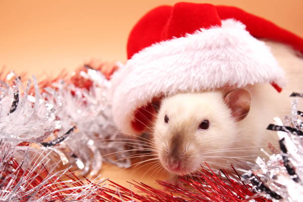 istock A rat in a Christmas hat. Happy New Year 2020. 1175017584
