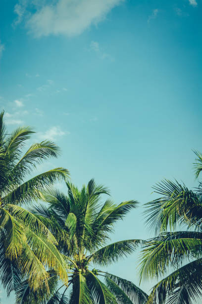 istock Coconut palm tree foliage under sky. Vintage background. Retro toned poster. 1175017854