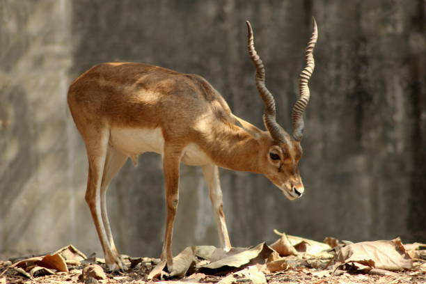 Chinkara deer or Indian gazelle is a species of gazelle normally found in southern Asia. Maharashtra, India. Chinkara deer or Indian gazelle is a species of gazelle normally found in southern Asia. Maharashtra, India. maharashtra photos stock pictures, royalty-free photos & images