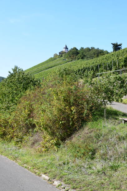 istock vineyard road in Mosel valley 1175019827