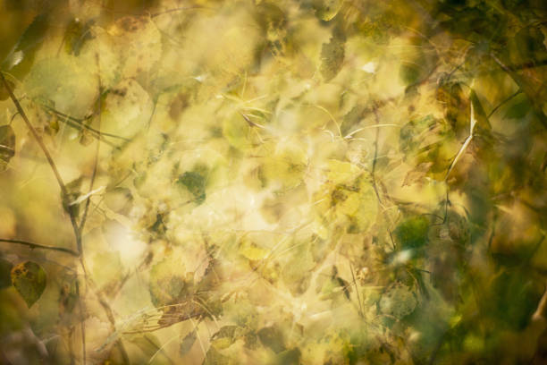 istock Autumn leaves theme in the artistic way 1175019960