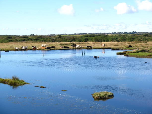 牛は池の近くで休む。 2012年10月14日、イギリス、リーミントンで撮影。 - lymington ストックフォトと画像