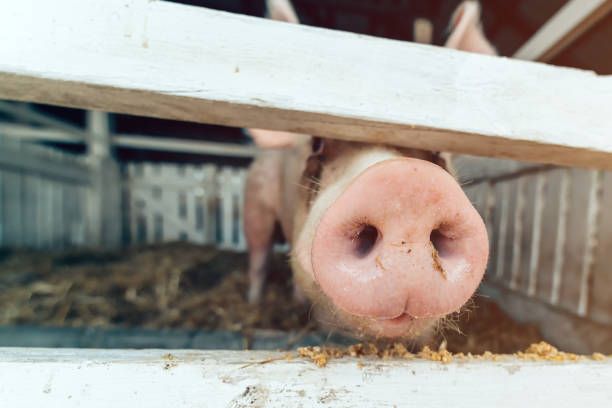 istock Pig nose in pigsty, close up 1175021077