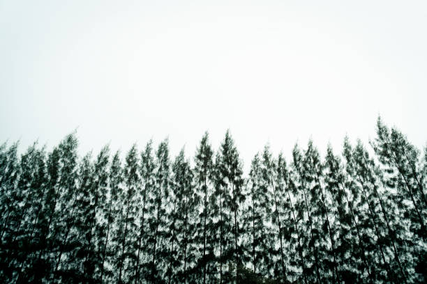 Green coniferous tree on a background of white.