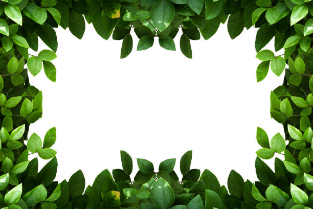 istock Green leaves frame isolated on white. 1175021441