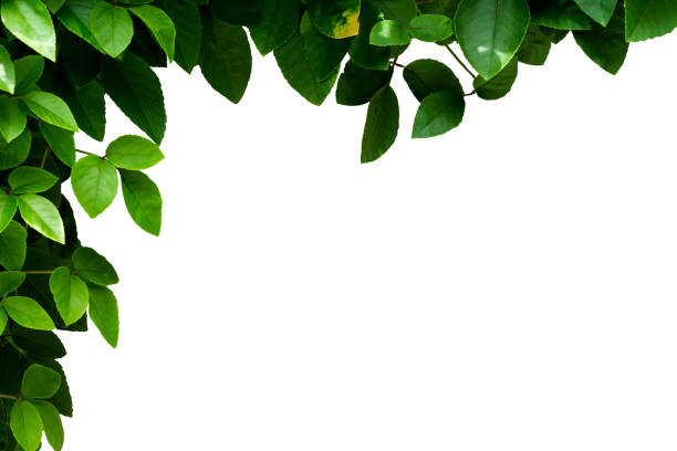istock Green leaves frame isolated on white. 1175021442