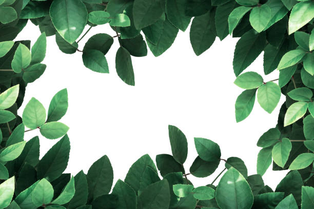 istock Nature concept design with green leaves tone pastel. 1175021468