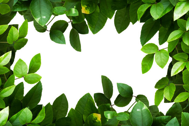 istock Green leaves frame isolated on white. 1175021484