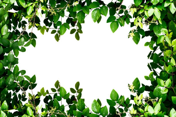 istock Green leaves frame isolated on white. 1175021492