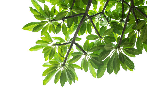 tree branch with green leaf on a white background. - beech tree leaf isolated branch imagens e fotografias de stock