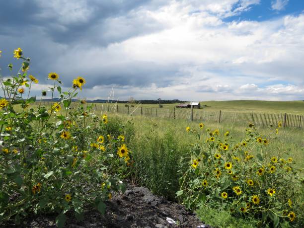 istock New Mexico late summer landscape 1175021627