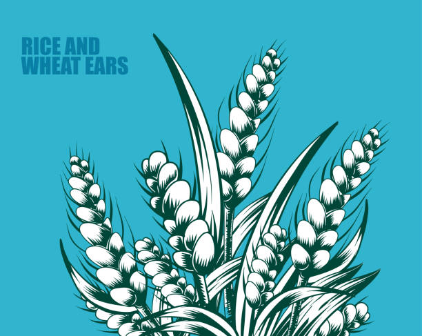 ilustrações, clipart, desenhos animados e ícones de orelhas desenhadas mão do arroz e do trigo do vetor - whole wheat illustrations