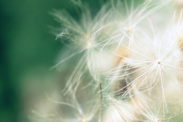 istock Soft and bright spring flower background with copyspace, macro and abstract 1175023095