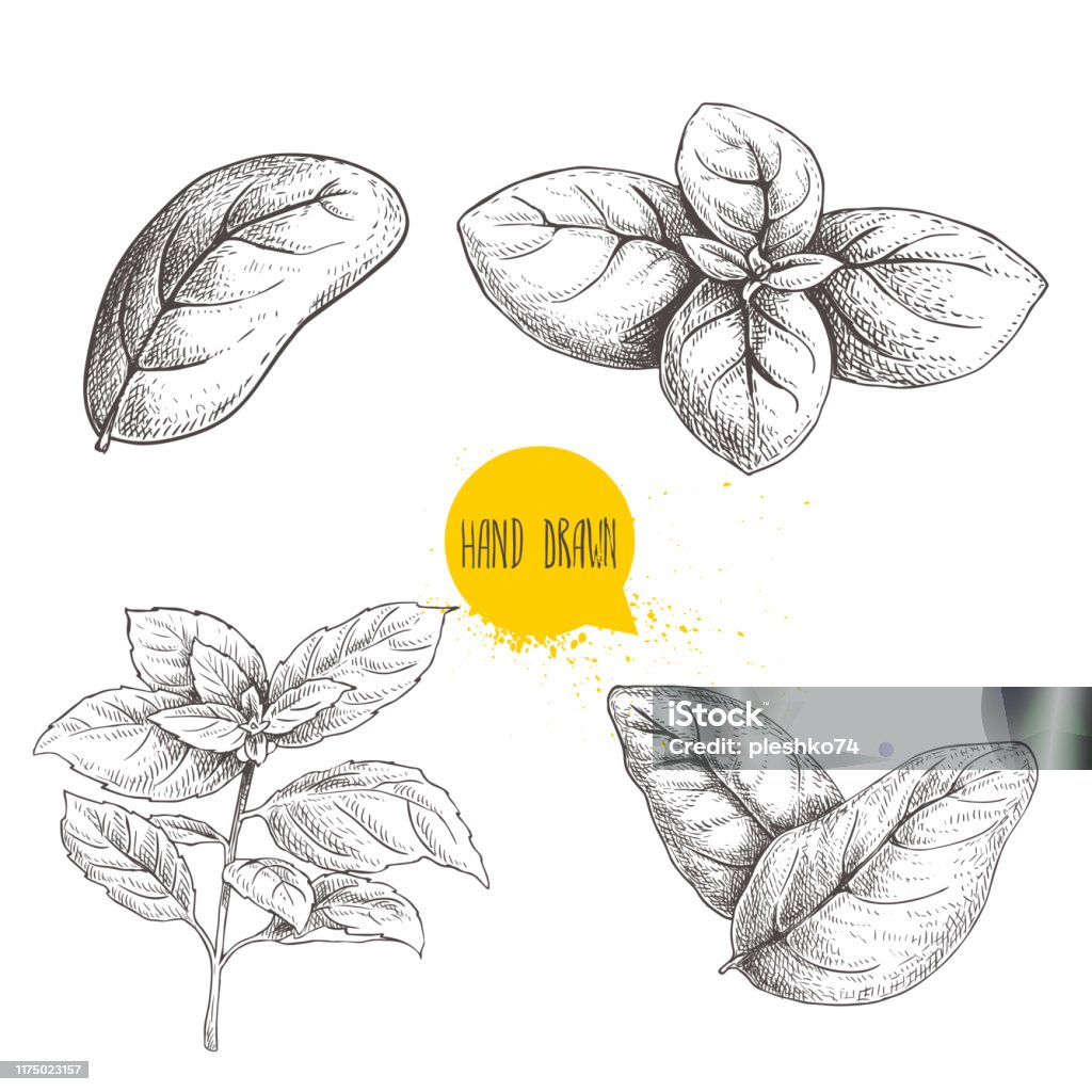 Hand drawn sketch style basil leaves set. Collection of culinary and cooking spicy ingredients. Herbal engraved style illustration isolated on white background. - Royalty-free Manjericão arte vetorial