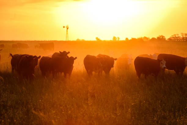 istock cows in the field 1175024597