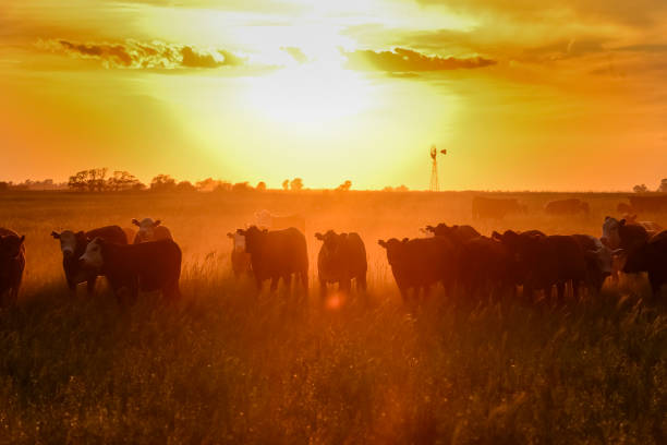 istock cows in the field 1175025047