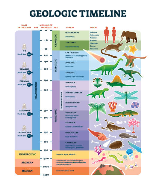 ilustrações de stock, clip art, desenhos animados e ícones de geologic timeline scale vector illustration. labeled earth history scheme. - prehistoric era