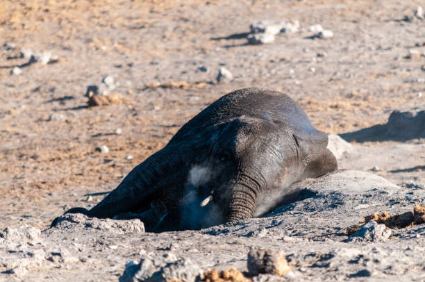 istock An African Elephant rolling itself over in the dirt. 1175027866