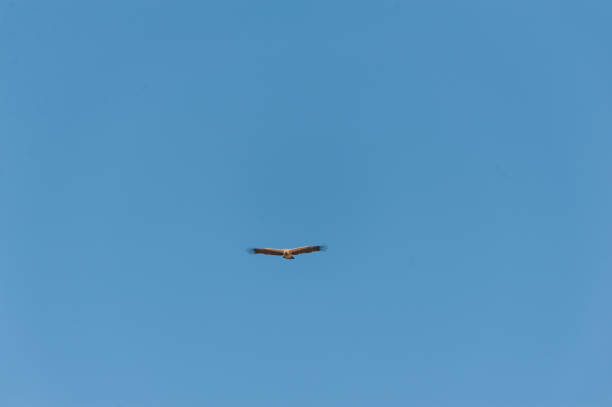 weißkopfgeier im flug über etosha - white headed eagle stock-fotos und bilder
