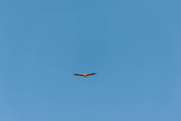 A White-headed vulture -Trigonoceps occipitalis- circling over Etosha National Park, Namibia.