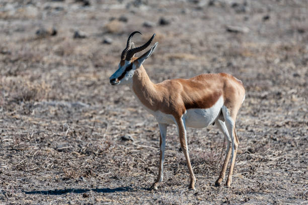 istock Impalas in Etosha National Park 1175028001
