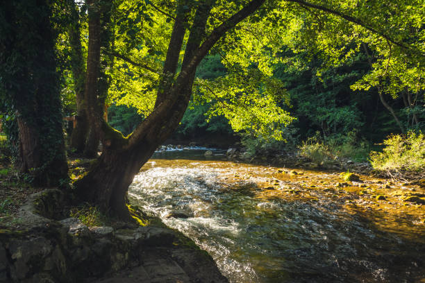 istock Mountain forest river with wooden bench. 1175028080