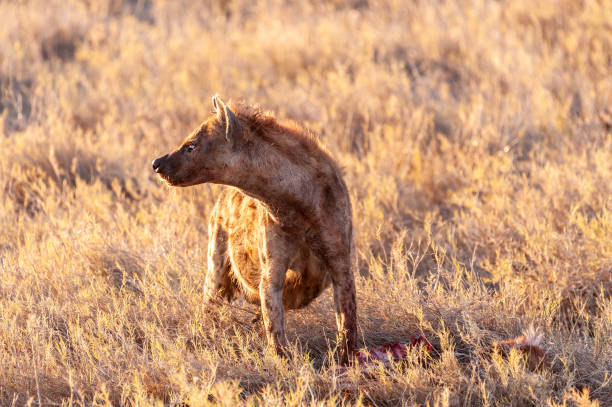 istock Spotted Hyena with Prey 1175028115