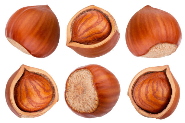 istock Set of hazelnut isolated on white background 1175028120