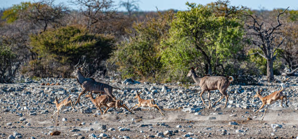 istock Kudus and Impalas running around a waterhole 1175028151