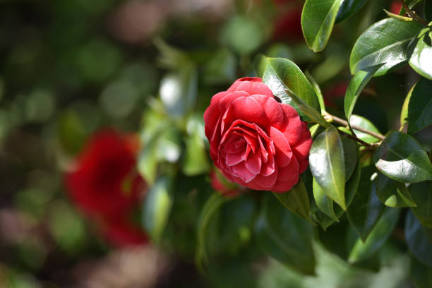 Beautiful Red Middlemist Camellia Flower Growing In The Garden Red Middlemist Camellia Flower Like A Rose Stock Photo - Image Now - iStock
