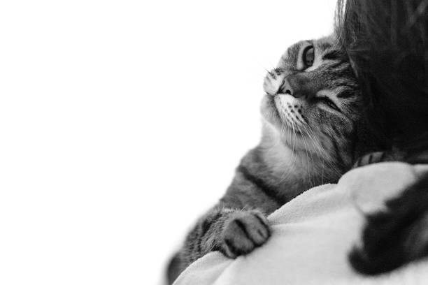 istock Drowsy sleeping cute cat on a shoulder. Black and white 1175028564