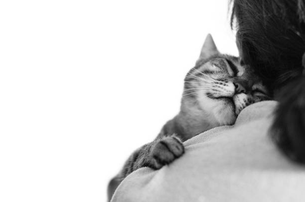 Drowsy sleeping cute cat on a shoulder. Black and white.