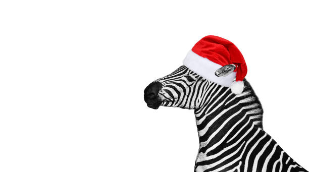 Young beautiful zebra isolated on white background.