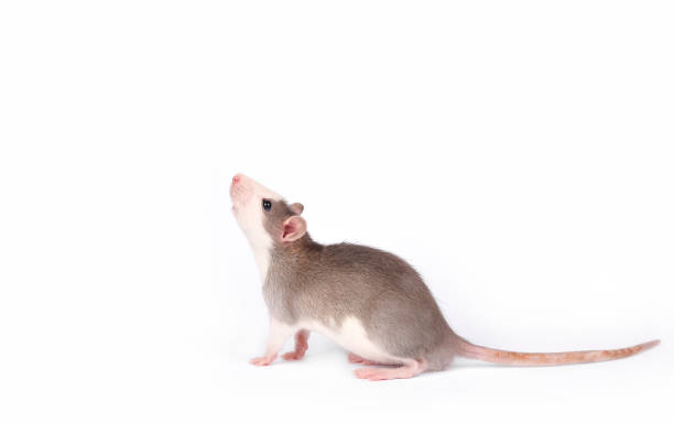 istock Funny young rat isolated on white. Pets. 1175028814