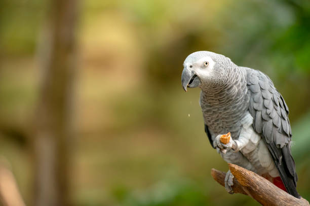 istock African Grey Parrot in green park 1175028860