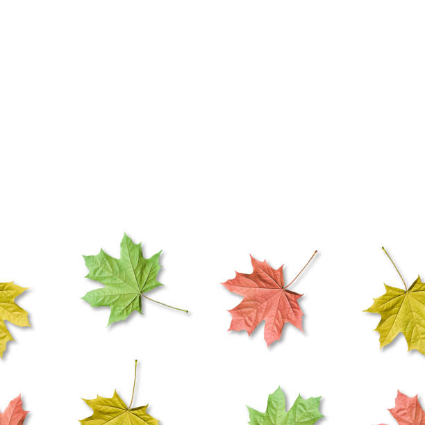 istock Fall bacground, colorful maple leaves seamless pattern. Maple leaves isolated. Copy space. 1175029070