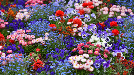 Beautiful flowerbed of different types of flowers such as daisies, violets, close-up