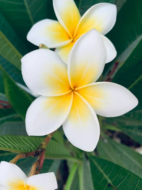istock magnolia flowers 1175029654