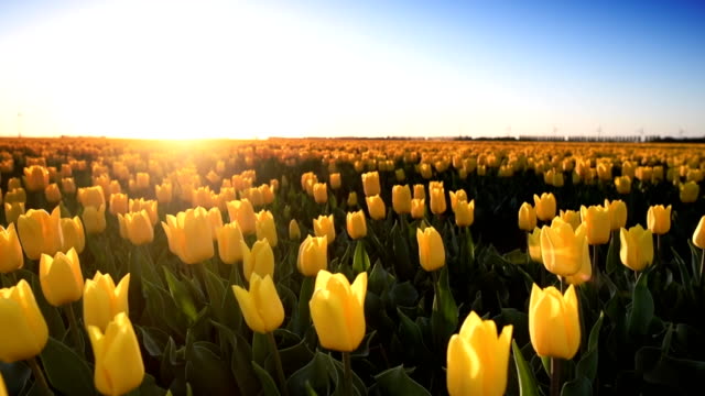 Blossoming yellow tulips gently shaking in the wind during a beautiful spring evening