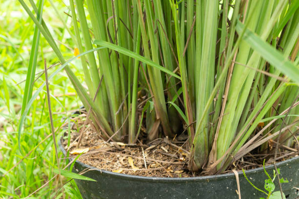 istock lemon grass in garden. 1175030659
