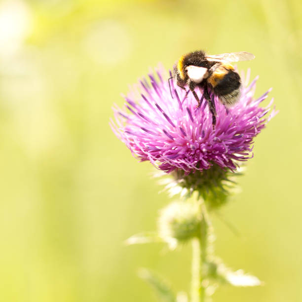 istock workaholic bee collects nectar and pollen from a flower 1175031553