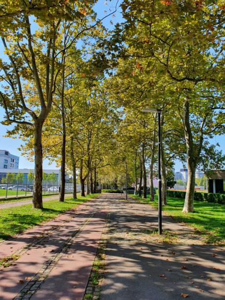 istock Tree lined road with walkway for pedestrians. 1175031710